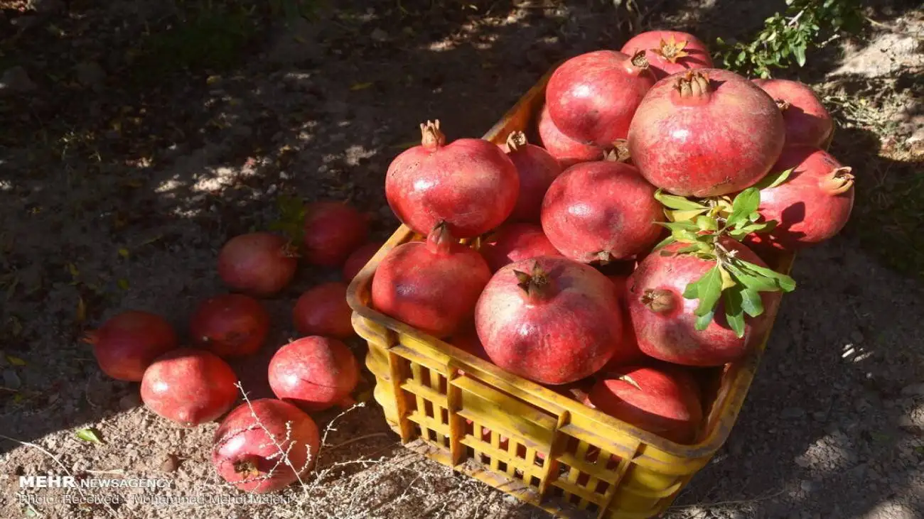 مصلحات انار چیست؟ ؛ بهترین مصلحات انار در طب سنتی