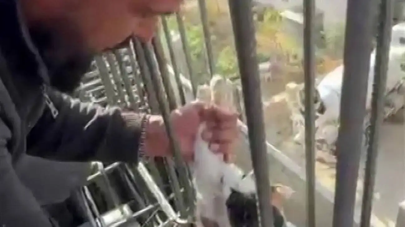 نجات یافتن گربه گیر کرده میان میلگردهای یک ساختمان  -  ویدئو