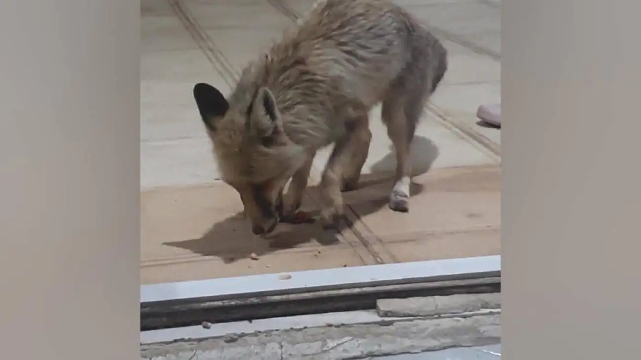 روباه تشنه و گرسنه در کرمانشاه مهمان مردم شد! + ویدئو