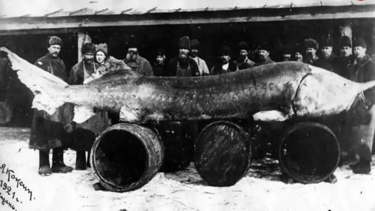 هیولای هفت متری؛ بزرگترین ماهی رودخانه ای صید شده در طول تاریخ  -  عکس