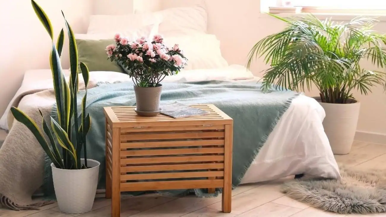 5 گیاه آپارتمانی اکسیژن ساز با روش نگهداری آسان