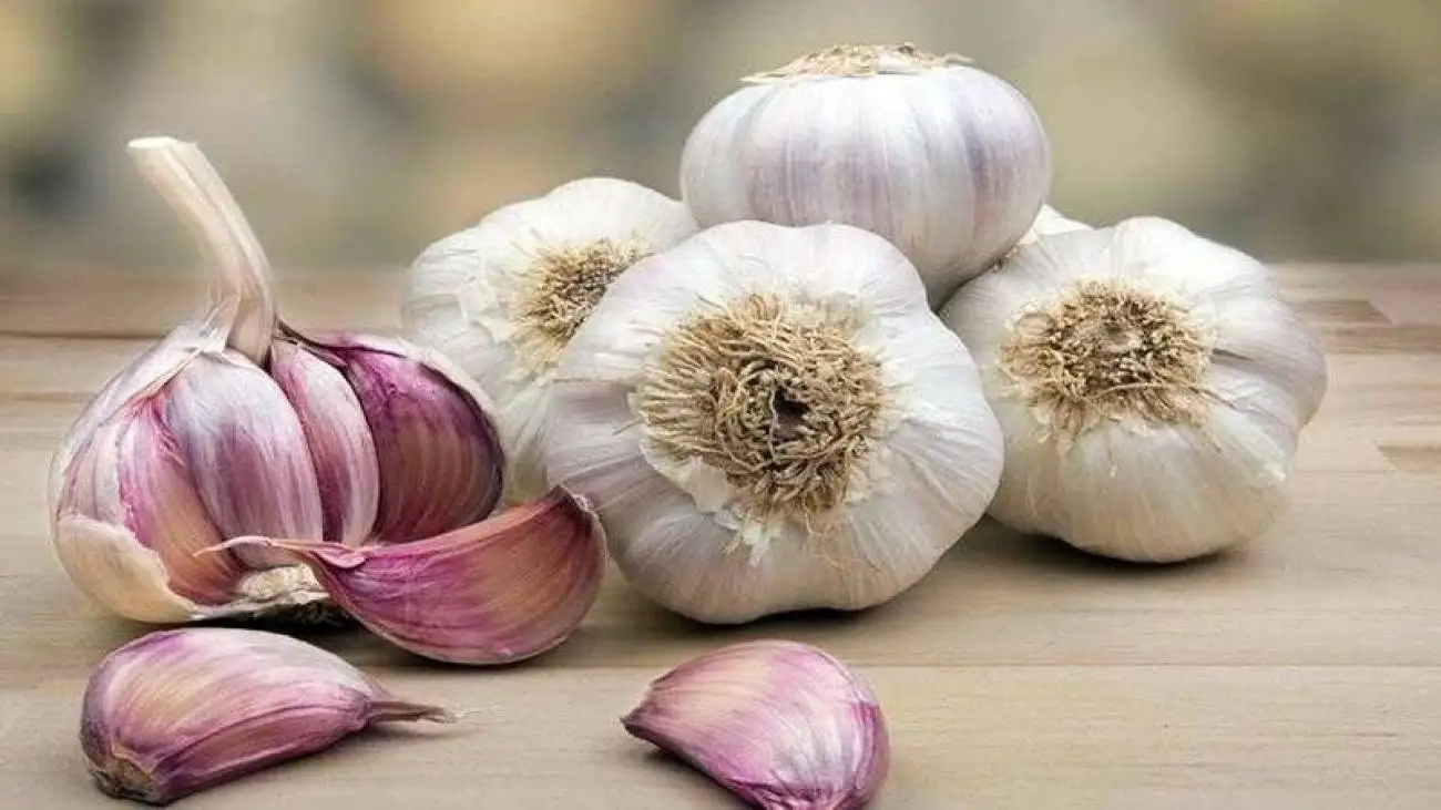 سیر خام بخوریم یا نخوریم؟
