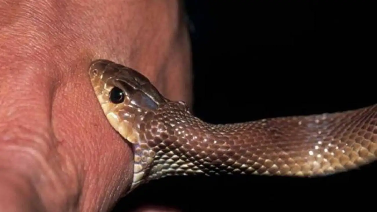 مارگزیدگی چه نشانه ای دارد؟ ؛ چطور درمان کنیم؟