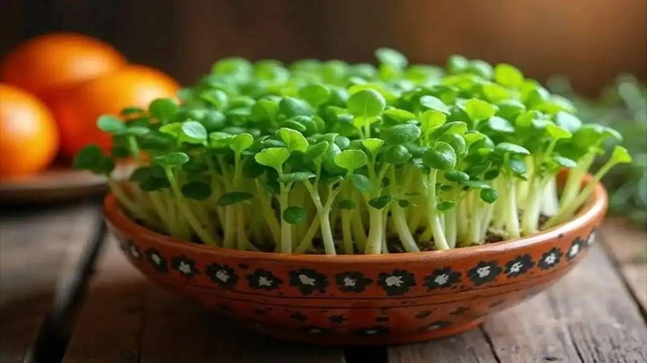 کاشت سبزه عید با دانه پرتقال: سبزه ای متفاوت برای نوروز