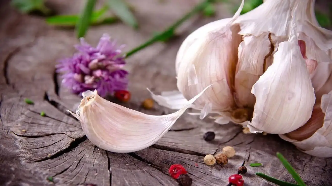 با خیال راحت سیر بخورید؛ یک راهکار ساده برای از بین بردن بوی سیر