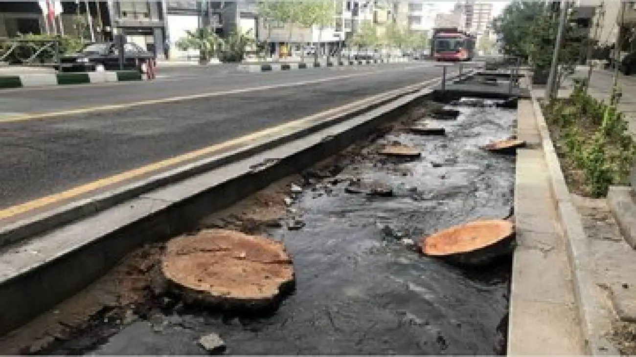 قطع درخت در منطقه 14 تهران