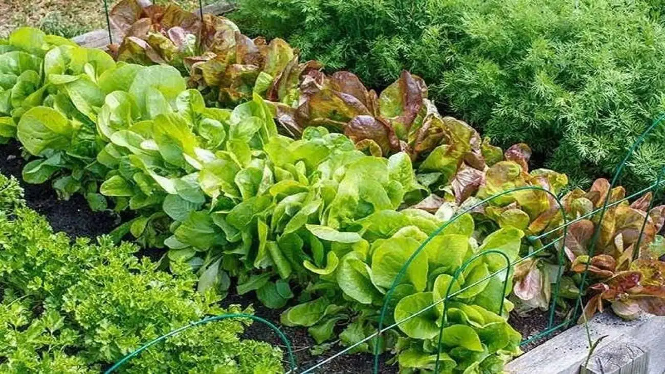 چه سبزی هایی را در تابستان بکاریم؟ راهنمای کاشت سبزیجات در تابستان