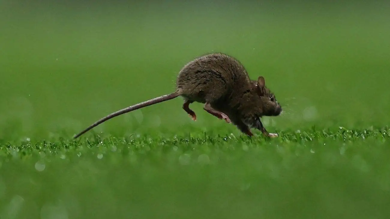 ویدیو  -  نجات جان موش توسط سرباز مکزیکی