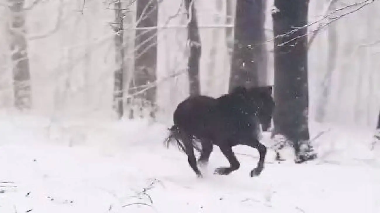 زیباتر از این نمی شود؛ دویدن اسب ها زیر برف+ ویدئو