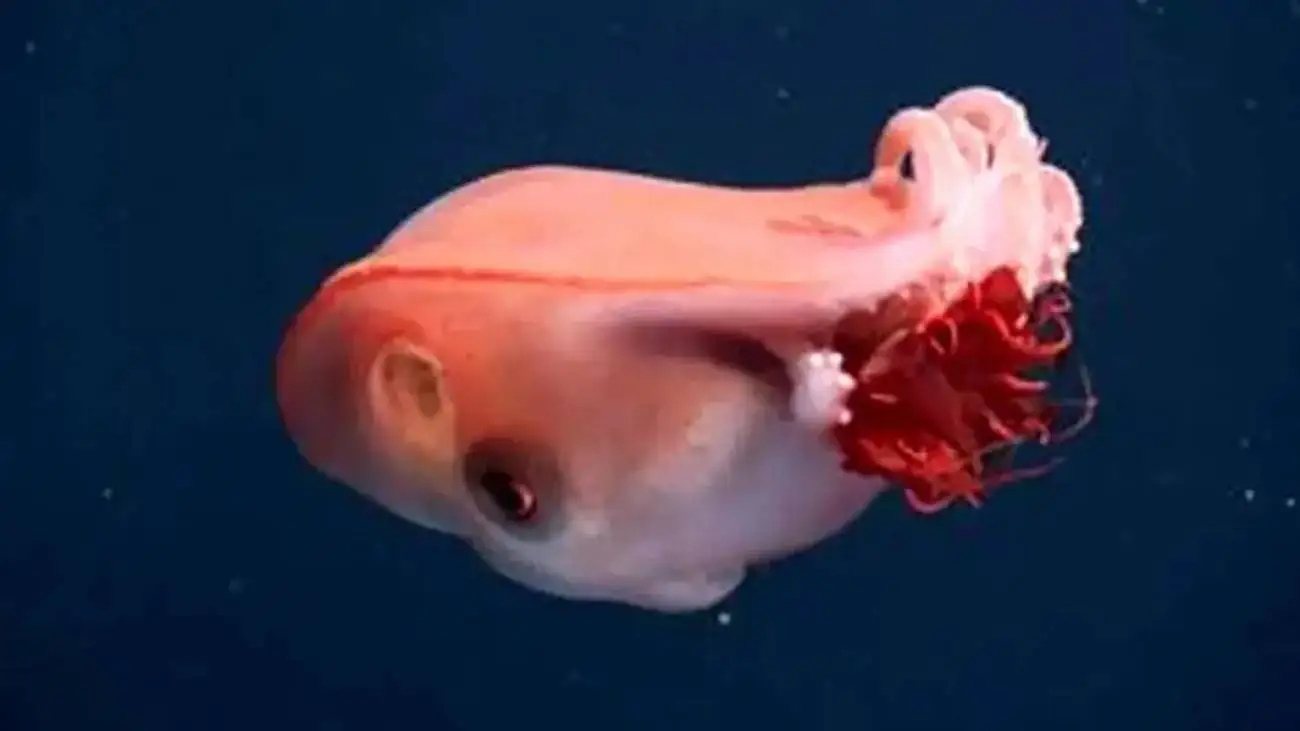 هشت پای هفت دست؛ هیولای ژله ای اعماق دریا!