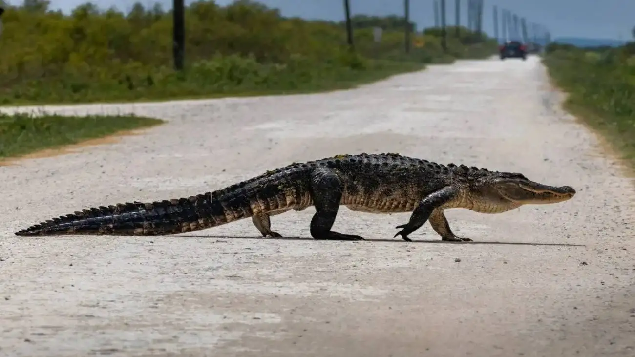 لحظه زنده گیری تمساح بزرگ الجثه و سرگردان در یک روستای ایران  + عکس