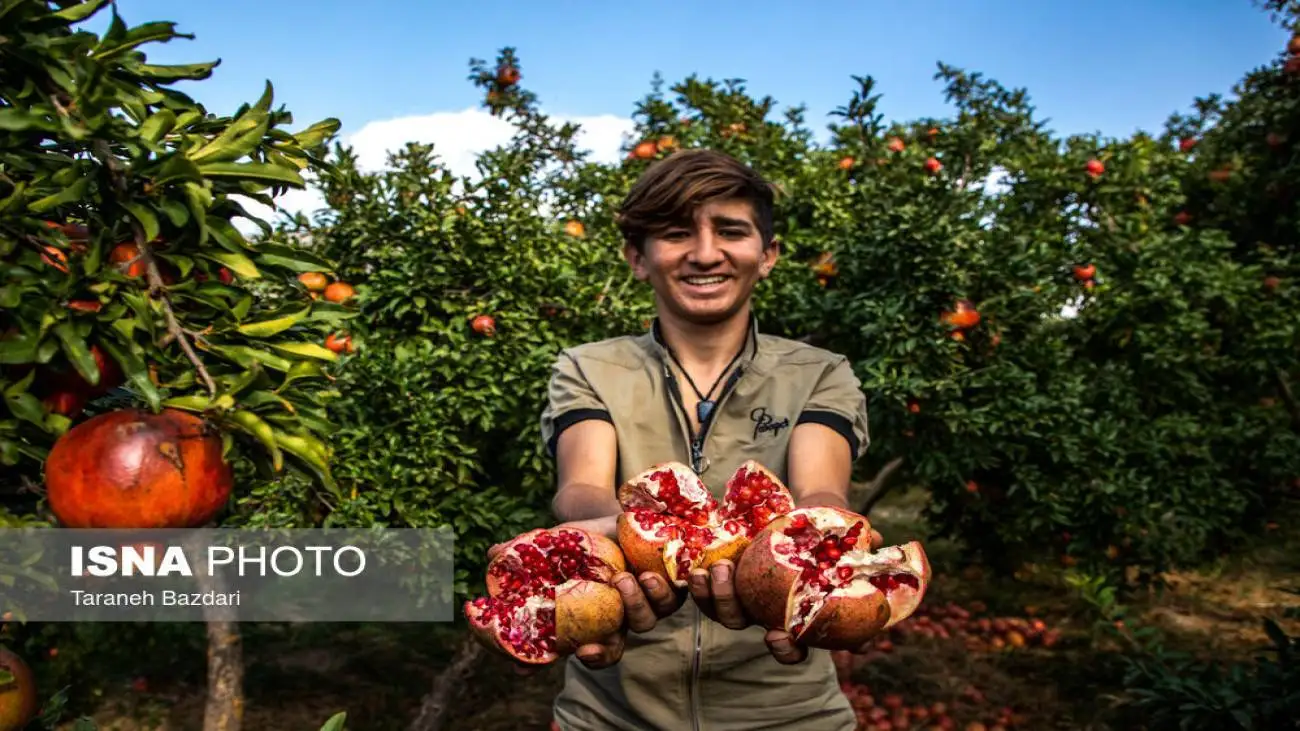 انار خوب چه خصوصیاتی دارد ؟  -  نکات خرید و نگهداری انار؛ راهنمای انتخاب انار سالم و ماندگار