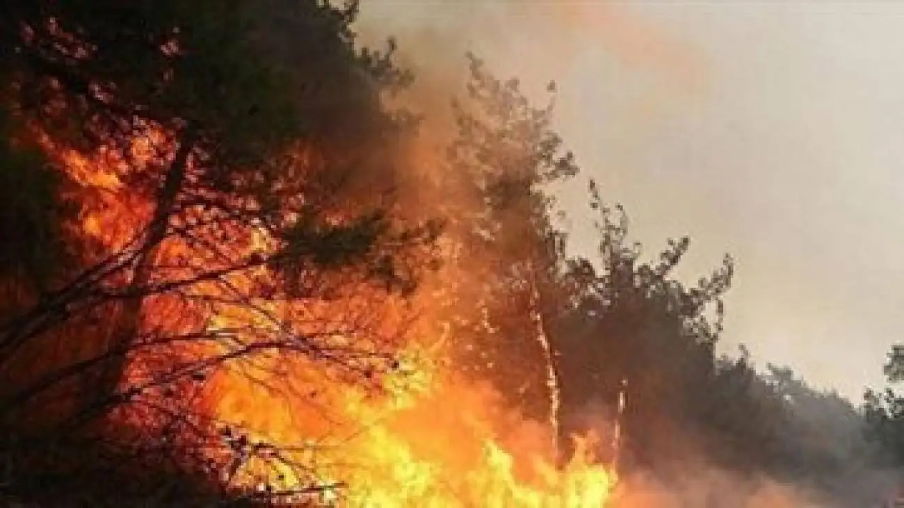 آتش دوباره به جان جنگل های کارمزد سوادکوه افتاد