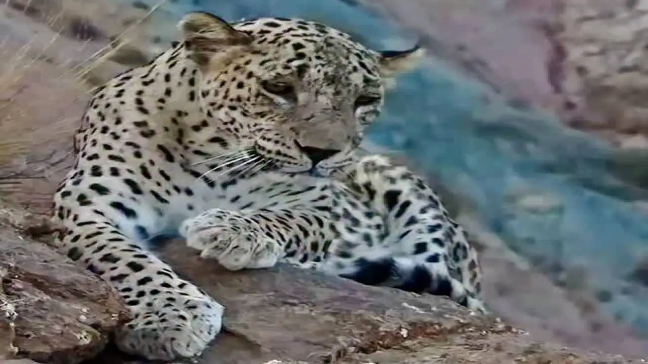 انتشار فیلم کامل ثبت بزرگ ترین پلنگ جهان در این نقطه از ایران؛ زیبایی و ابهت این پلنگ مغرور و را ببینید