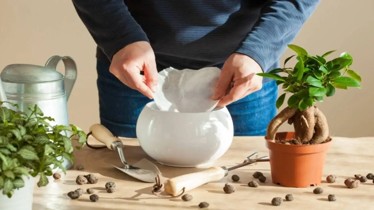 فیلتر قهوه، قهرمان پنهان گیاهان آپارتمانی!