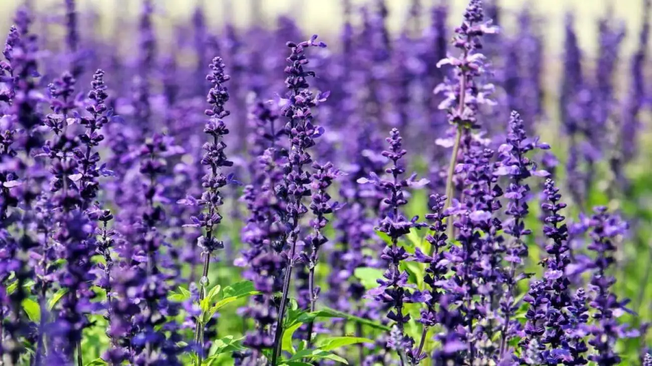 دمنوش اسطوخودوس برای چی خوبه ؟ ؛ طبع اسطوخودوس در طب سنتی  -  اسطوخودوس را چگونه مصرف کنیم ؟