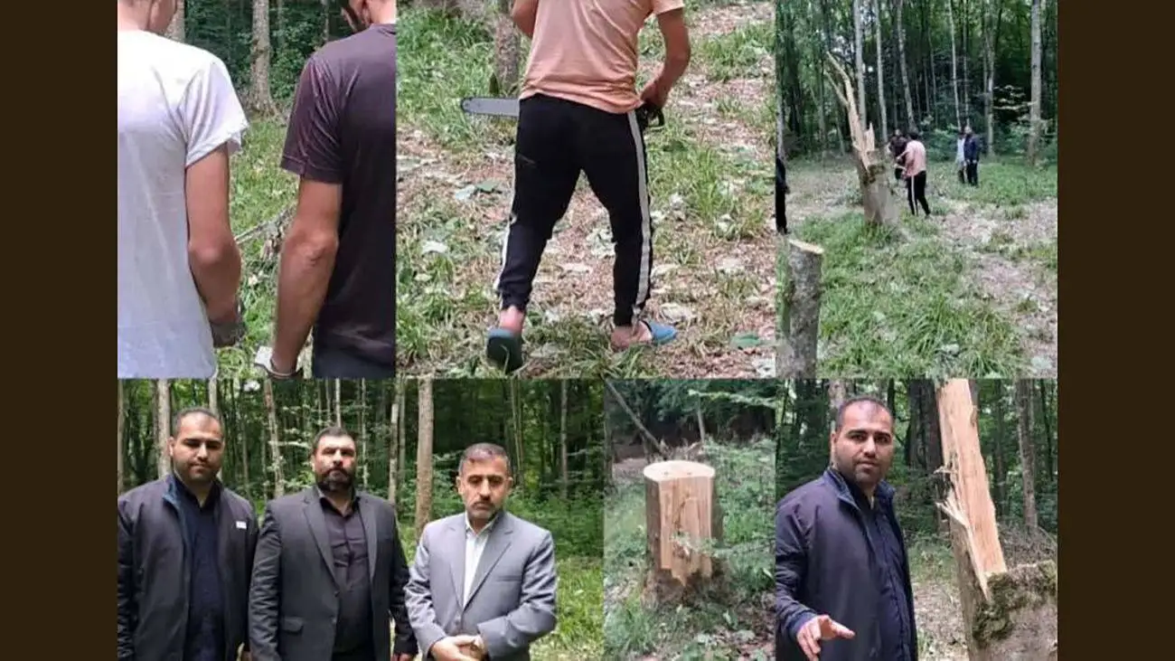 تصاویر تاسف بار از قطع 64 درخت در ساری به علت انتقام جویی شخصی!