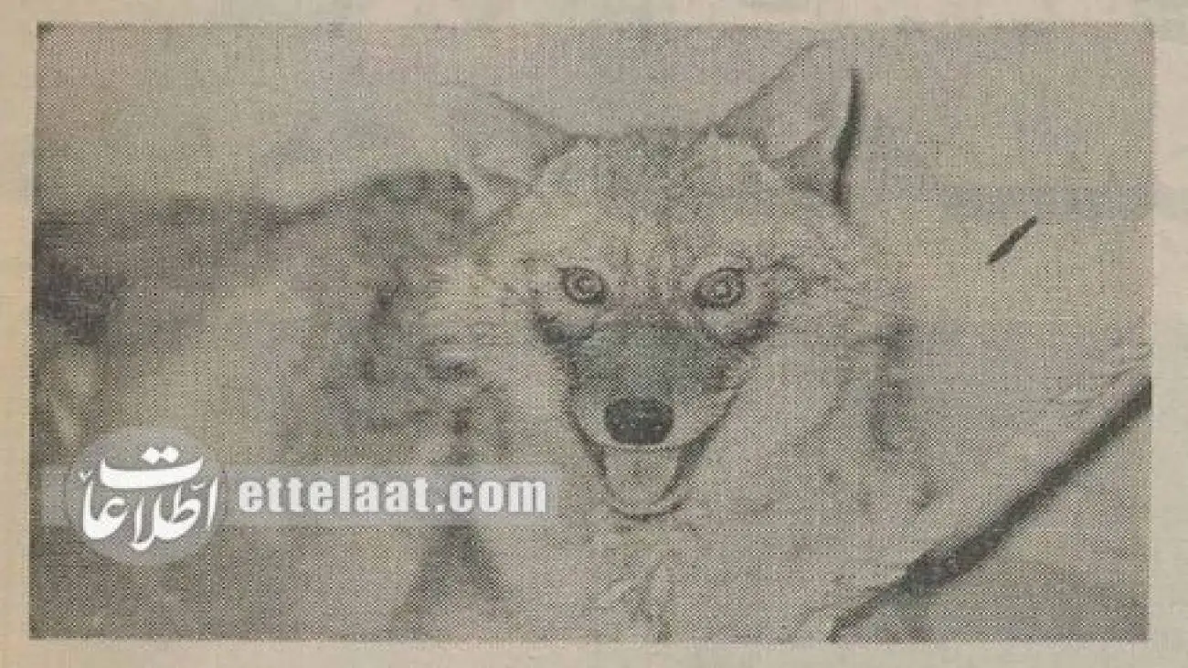 شکار گرگ در یک بانک خبرساز شد! + تصویر  -  گرگ 40 سال پیش در کانال شوفاژ گیر افتاد