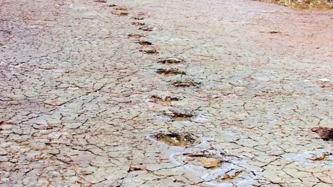 ببینید؛ مشاهده ردپاهای دایناسور اطراف اقیانوس اطلس!  -  عکس