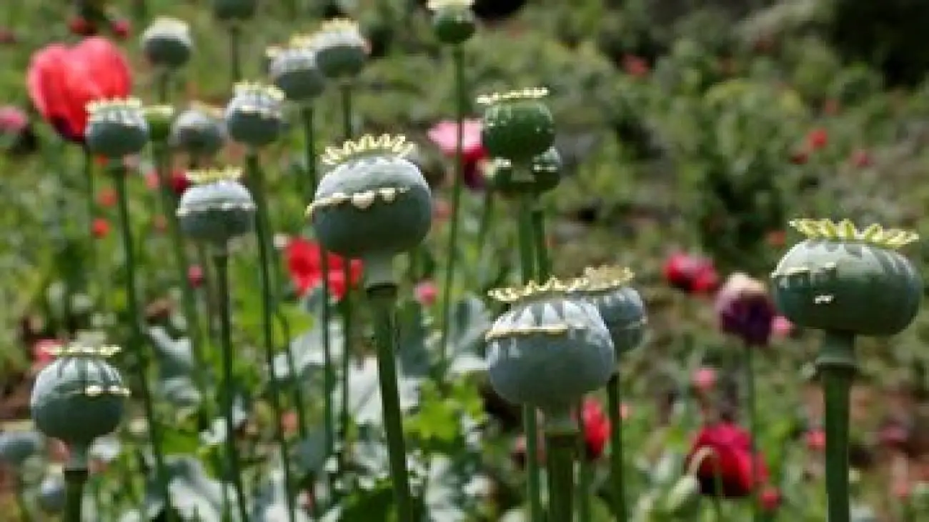 مطالعه ای که در رسانه های خارجی خبرساز شد -  مصریان باستان هم تریاکی بودند