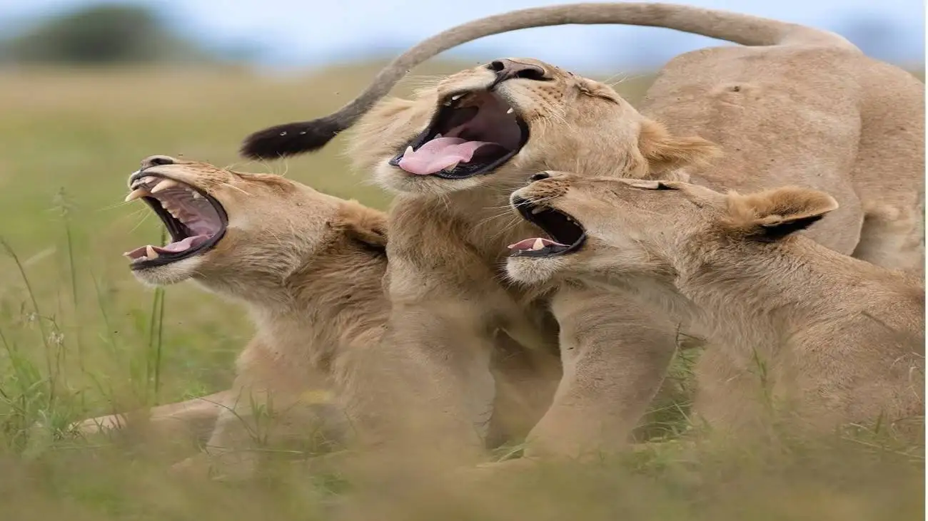 وقتی حیوانات هم شوخی شان می گیرد