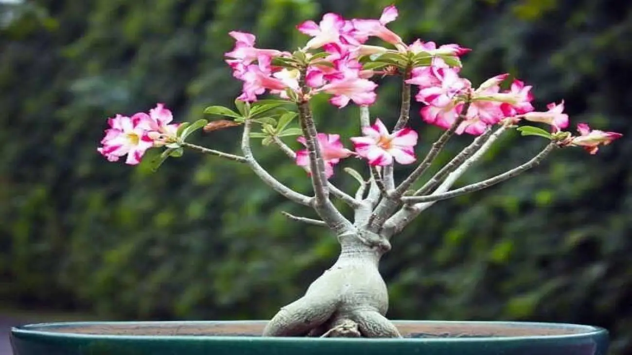 راهنمای نگهداری و تکثیر گل آدنیوم