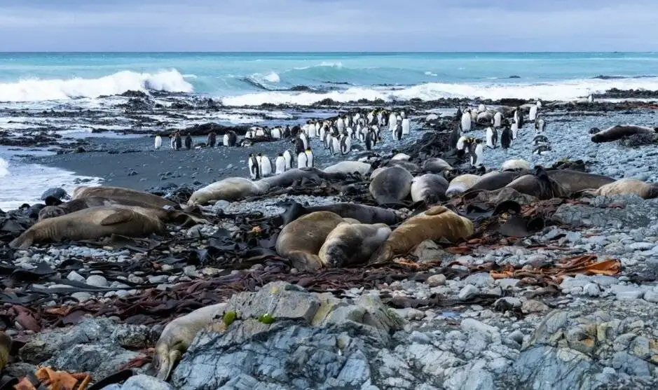 معمای جزیره ای که از اعماق اقیانوس به بیرون پرتاب شد!