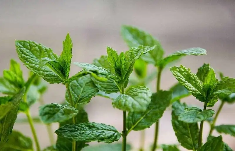 10 غول گیاهی همه فن حریف برای سلامت بیشتر