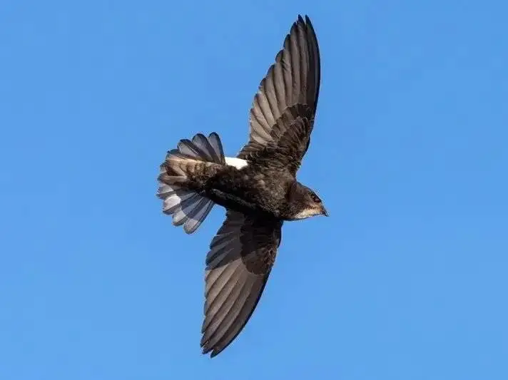 پرنده ای که 10 ماه بدون توقف پرواز می کند - عکس