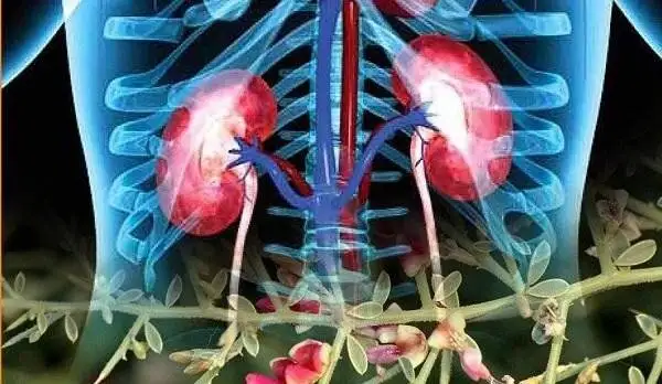 خواص شگفت انگیز عرق خارشتر برای بدن