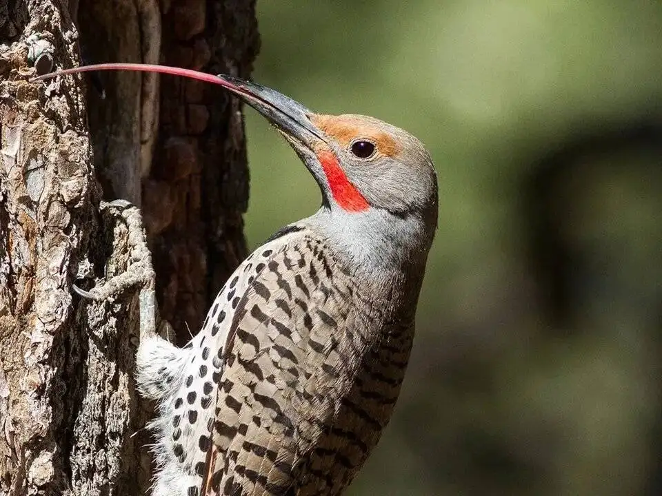 شگفت انگیزترین زبان ها در دنیای حیوانات - عکس