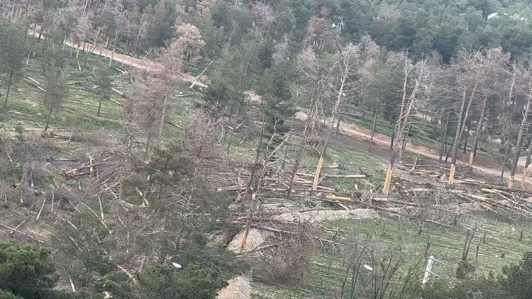 هشدار درمورد مرگ خاموش درختان بوستان جنگلی تهران - حذف نکردن درختان آفت زده، آغازگر بحران تازه