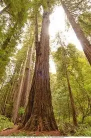 ماجرای قطع یک درخت 5 هزارساله! جاذبه علمی و میراث طبیعی