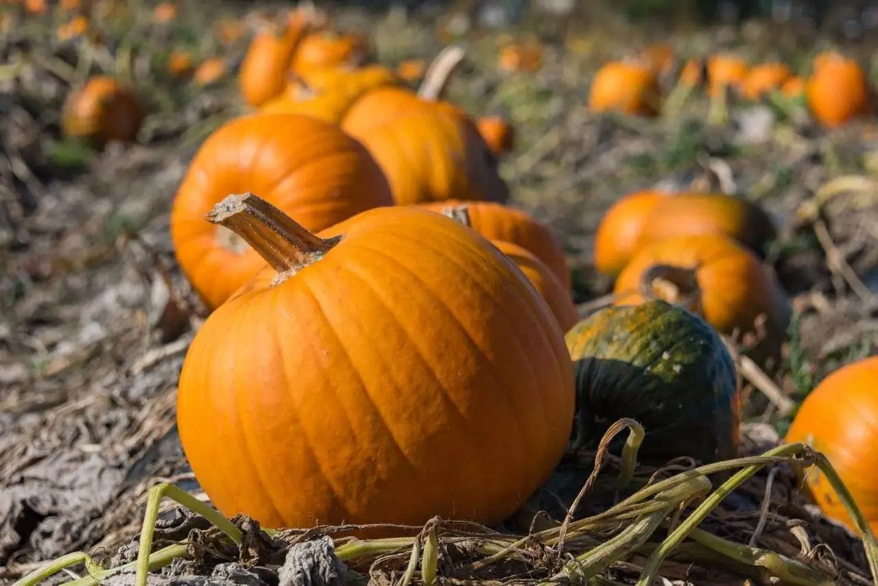 تشخیص بهترین و شیرین ترین کدو حلوایی با این ترفندها