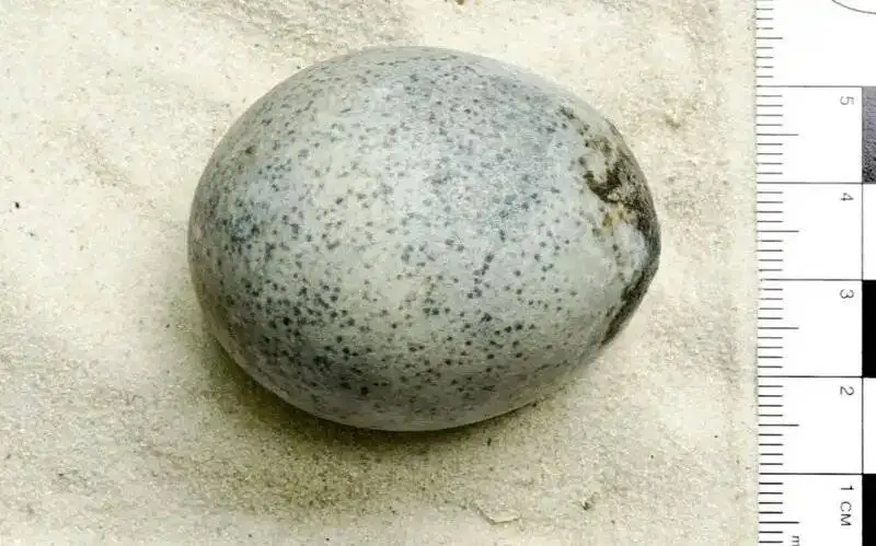 مایع داخل این تخم مرغ 1700 ساله هنوز سالم است!