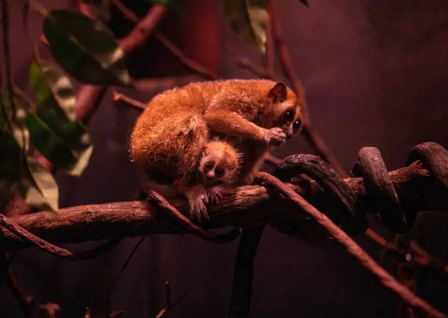 جشن تولد یک گونه در معرض انقراض - این چشم درشت دوست داشتنی، سمی است!