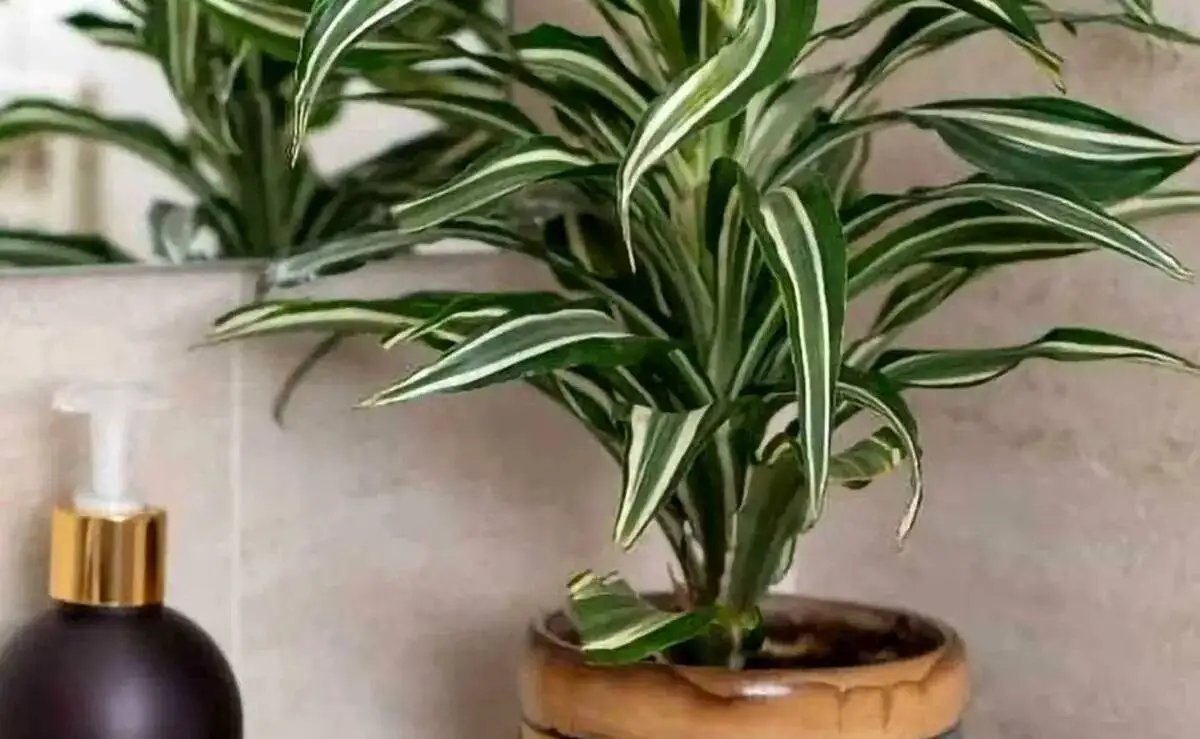 9 گیاه با نگهداری آسان که می توانند هوای خانه را پاک کنند