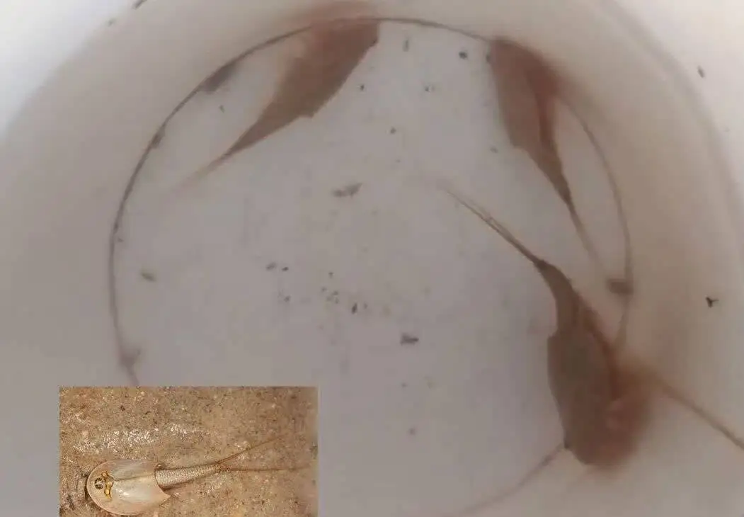 کشف فسیل زنده 200 میلیون ساله در ایران + عکس یکی از کهن ترین موجودات زنده کره زمین