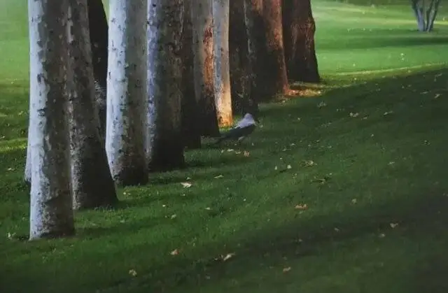 چرا تصاویر کیارستمی معروف شدند؟