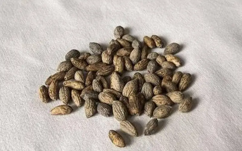 خواص شگفت انگیز هسته زیتون که نمی دانید