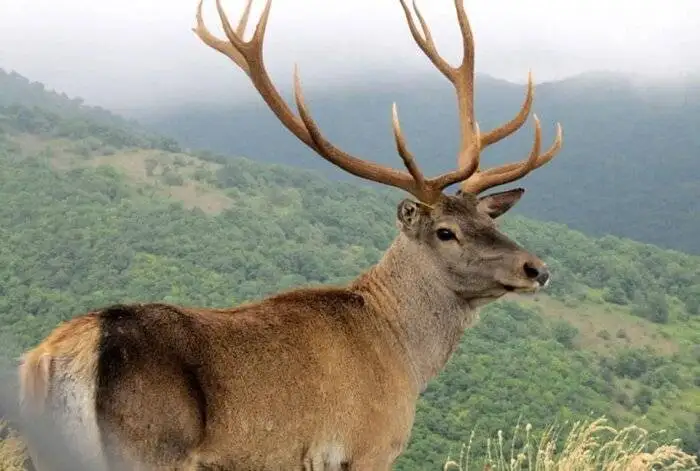 جنگل دیزمار ورزقان ؛ عروس زیبای کوه های آذربایجان