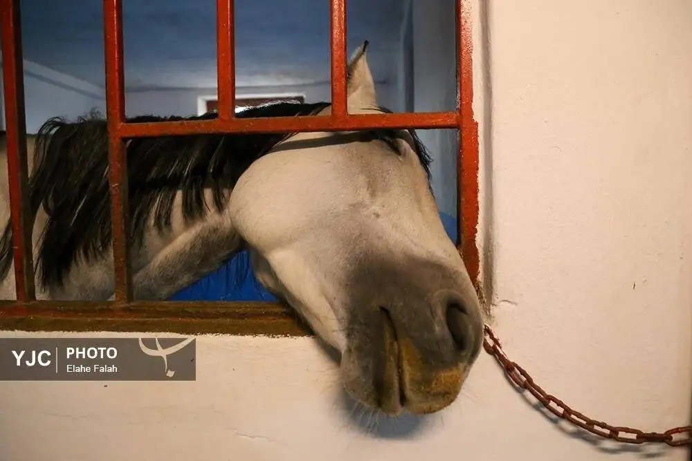 زیبایی اسب اصیل نژاد کاسپین را ببینید + تصاویر