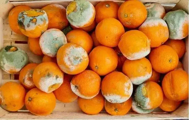 اگر غذای کپک زده بخوریم چه می شود؟ ؛ حتی یک لقمه!