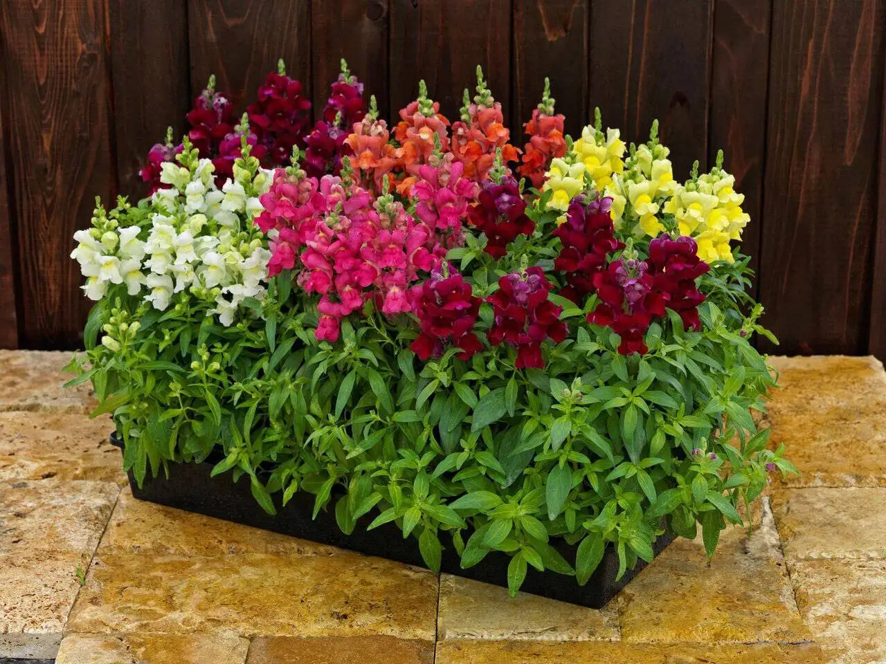 9 گیاه با نگهداری آسان که می توانند هوای خانه را پاک کنند