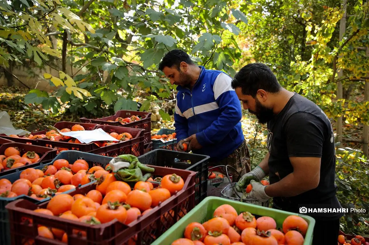 این افراد دور خوردن خرمالو را خط بکشند + مزاج خرمالو در طب سنتی