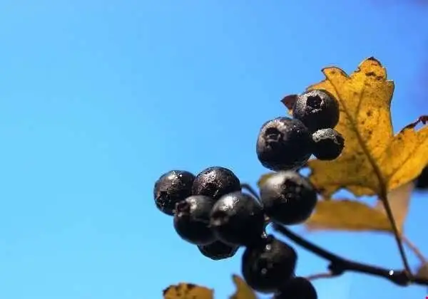 طبیعی ترین جرم گیر فوری دندان - سیاه ولیک ؛ بهترین جرم گیر دندان خانگی را بشناسید