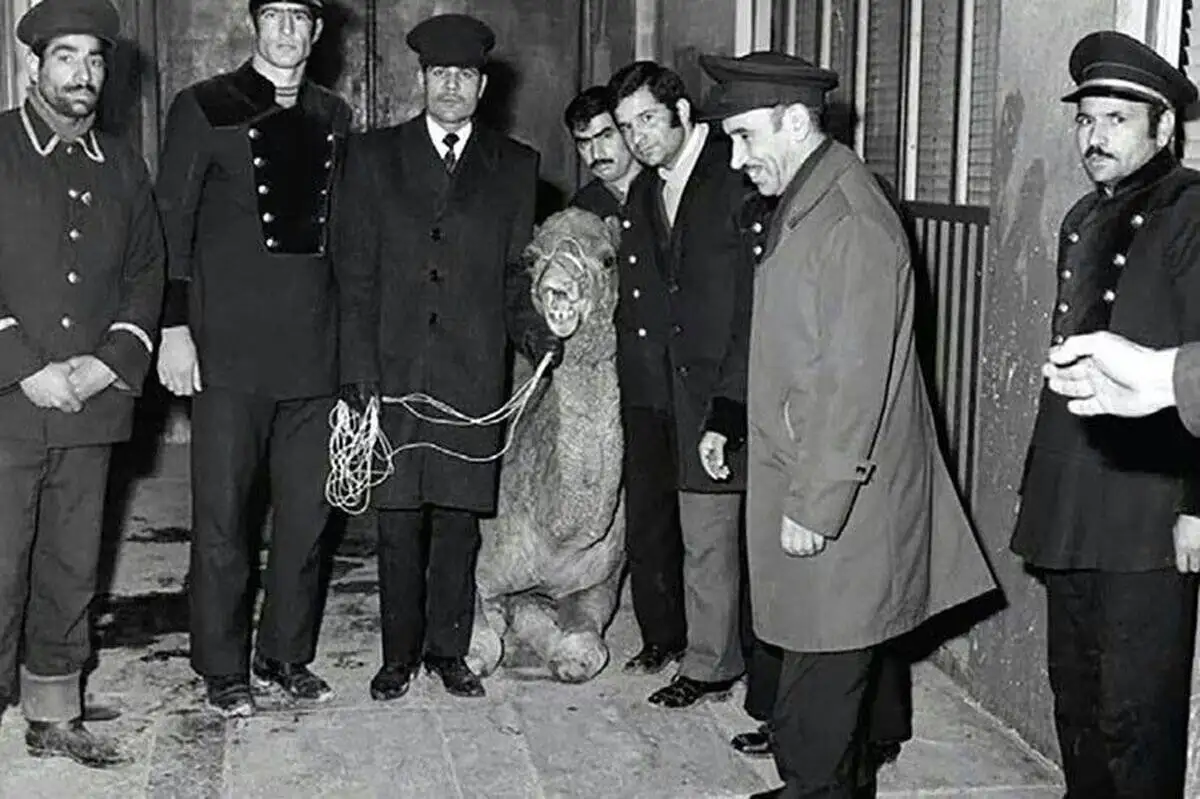 عکس شتری که به حرم امام رضا(ع) پناه برد؛ ماجرا چه بود؟