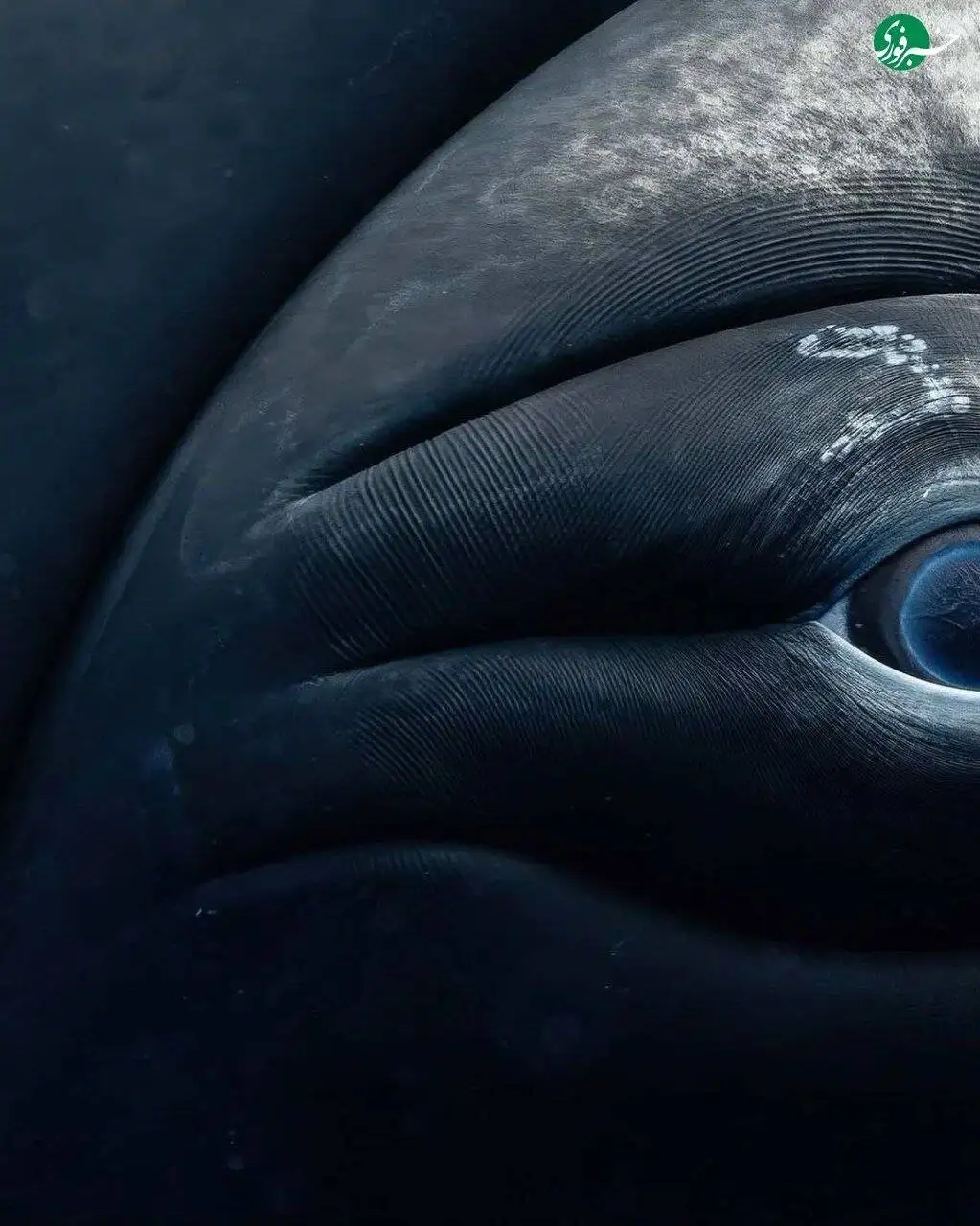 نمای نزدیک از چشم نهنگ؛ ترکیب زیبایی حیرت انگیز غول دریایی با پایان غم انگیز + تصاویر