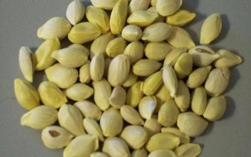 کاشت سبزه عید با دانه پرتقال: سبزه ای متفاوت برای نوروز