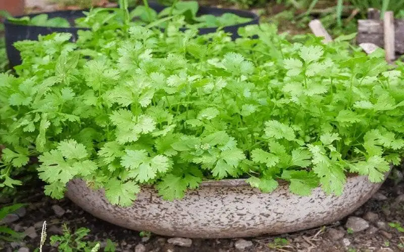 چه سبزی هایی را در تابستان بکاریم؟ راهنمای کاشت سبزیجات در تابستان